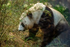 kalifornia-san-diego-zoo