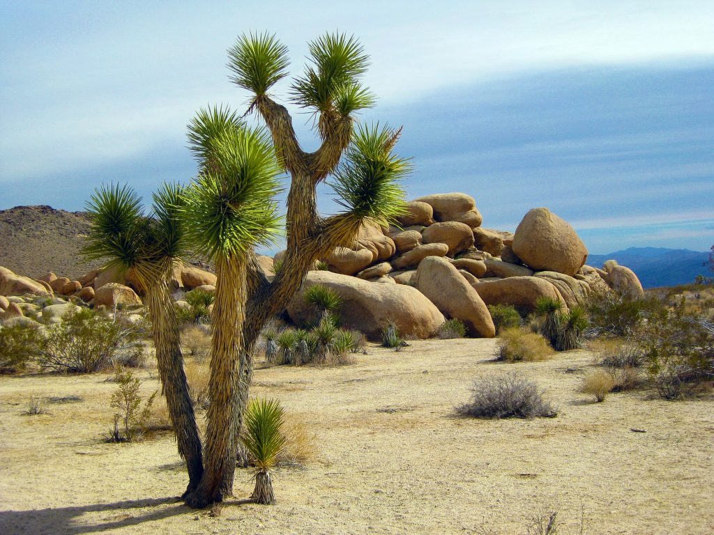 parki-kalifornii-joshua-tree