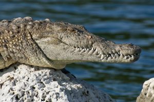 florida-everglades-national-park